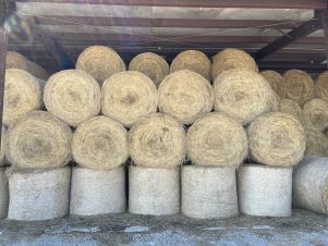 2025 Alfalfa & Orchard Grass 4X5 Rolls
