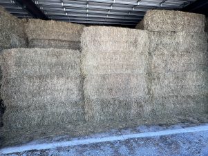 2025 - 3X3X8 Bales Alfalfa & Orchard Grass Hay