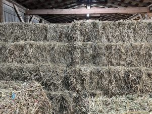 2025 - Small Square Bales Alfalfa & Orchard Grass Hay 2nd Cutting