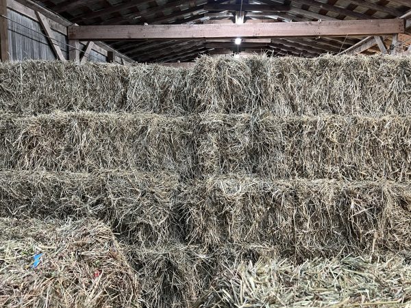 2025 - Small Square Bales Alfalfa & Orchard Grass Hay 2nd Cutting