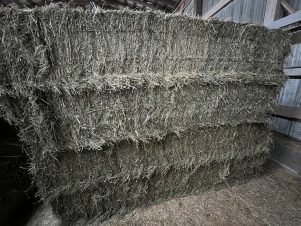 2025 - 3X3X8 Bales Alfalfa & Orchard Grass Hay - 2nd & 3rd Cutting