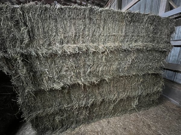 2025 - 3X3X8 Bales Alfalfa & Orchard Grass Hay - 2nd & 3rd Cutting