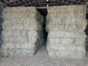 2026 Alfalfa/Orchard Grass/Timothy - 3X3X8 Square Bales
