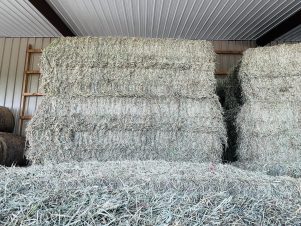 2026 2nd Cutting Alfalfa/Orchard Grass/Timothy - 3X3X8 Square Bales